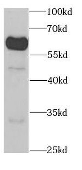 KPNA1 Antibody