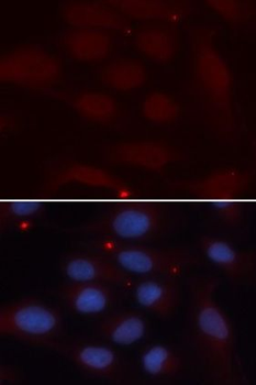 KPNA1 Antibody
