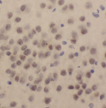 KPNA1 Antibody