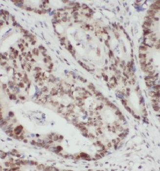 KPNA2 Antibody