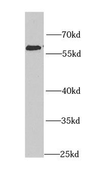 KPNA4 Antibody