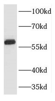 KPNA5 Antibody