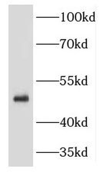 KRT34 Antibody