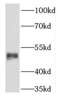 KRT36 Antibody