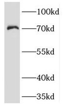 KCNA2 Antibody