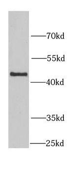 KYNU Antibody