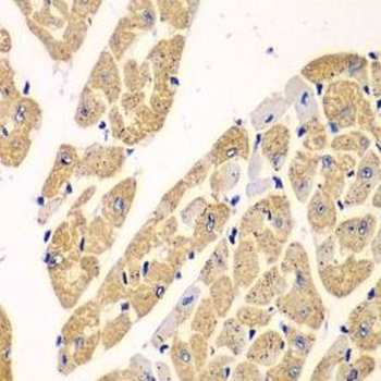 KYNU Antibody