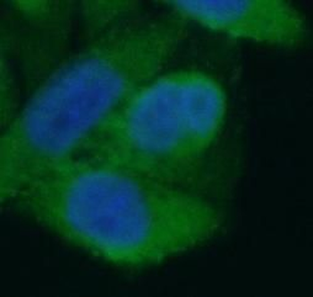 LACTB Antibody