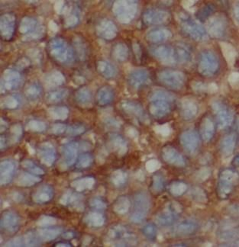 LACTB Antibody