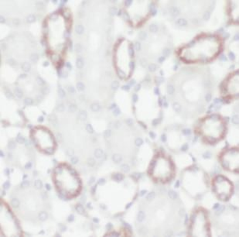 LACTB2 Antibody