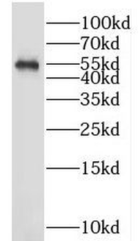 LTF Antibody