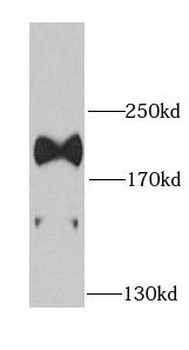 LAMB1 Antibody