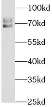 LMNA Rabbit Polyclonal Antibody