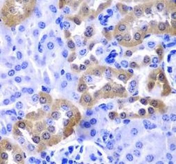 LAMP1 Antibody
