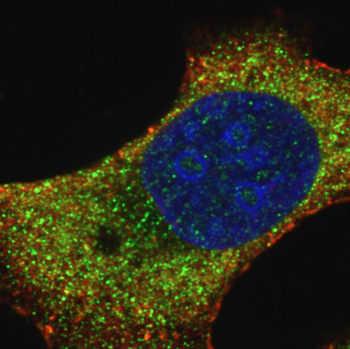 LAMP1 Antibody