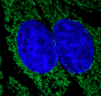 LAMP2 Antibody
