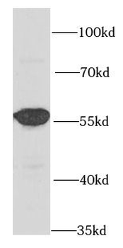 LAP3 Antibody