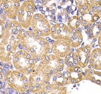 LAP3 Antibody