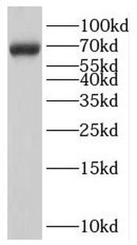LARGE1 Rabbit Polyclonal Antibody