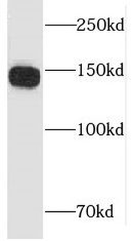 LARP1 Antibody