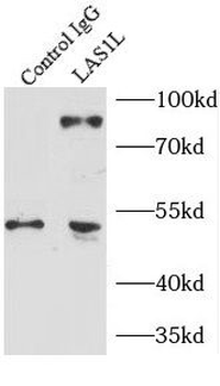 LAS1L Antibody