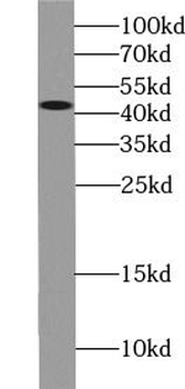 LAYN Antibody