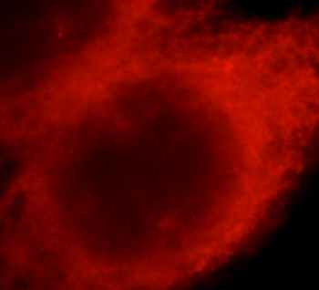 LAYN Antibody