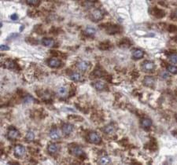 LBP Antibody