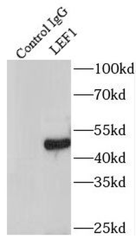 LEF1 Antibody