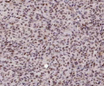 LEF1 Antibody