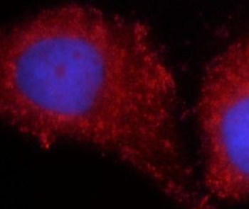LEPR Antibody