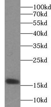 LEP Rabbit Polyclonal Antibody