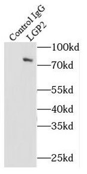 DHX58 Antibody