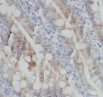 LGR5 Antibody