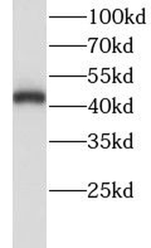 LHX5 Antibody
