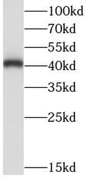 LIAS Antibody