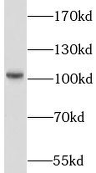 LIG4 Antibody