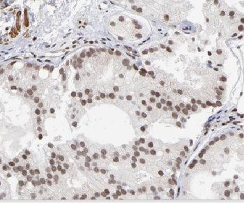 LIG4 Antibody