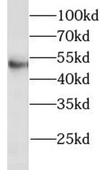 LILRA2 Antibody