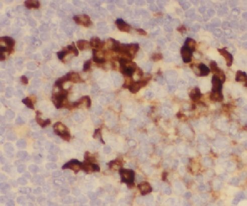 LILRA2 Antibody