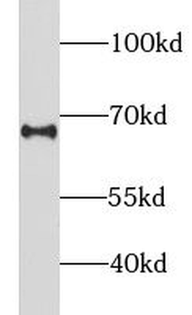 LILRB5 Antibody