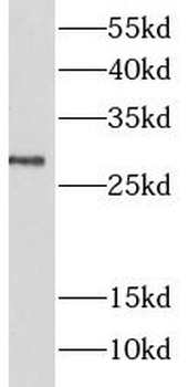 LIN7A Antibody