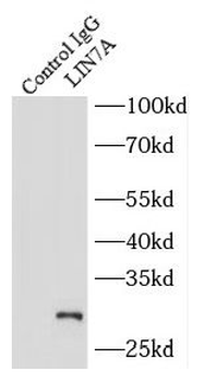 LIN7A Antibody