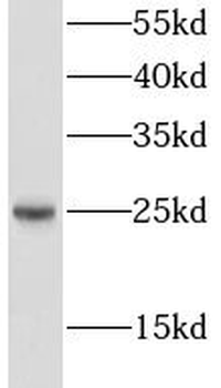LIN7C Antibody