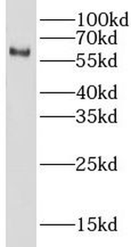 LIN9 Antibody