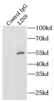 LIN9 Antibody