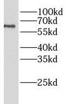 LIPC Antibody