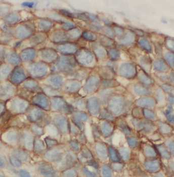 LIPC Antibody
