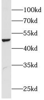 LIPI Antibody
