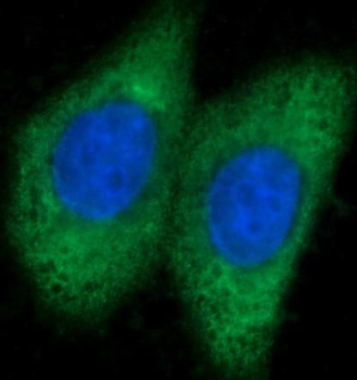 ARG1 Antibody